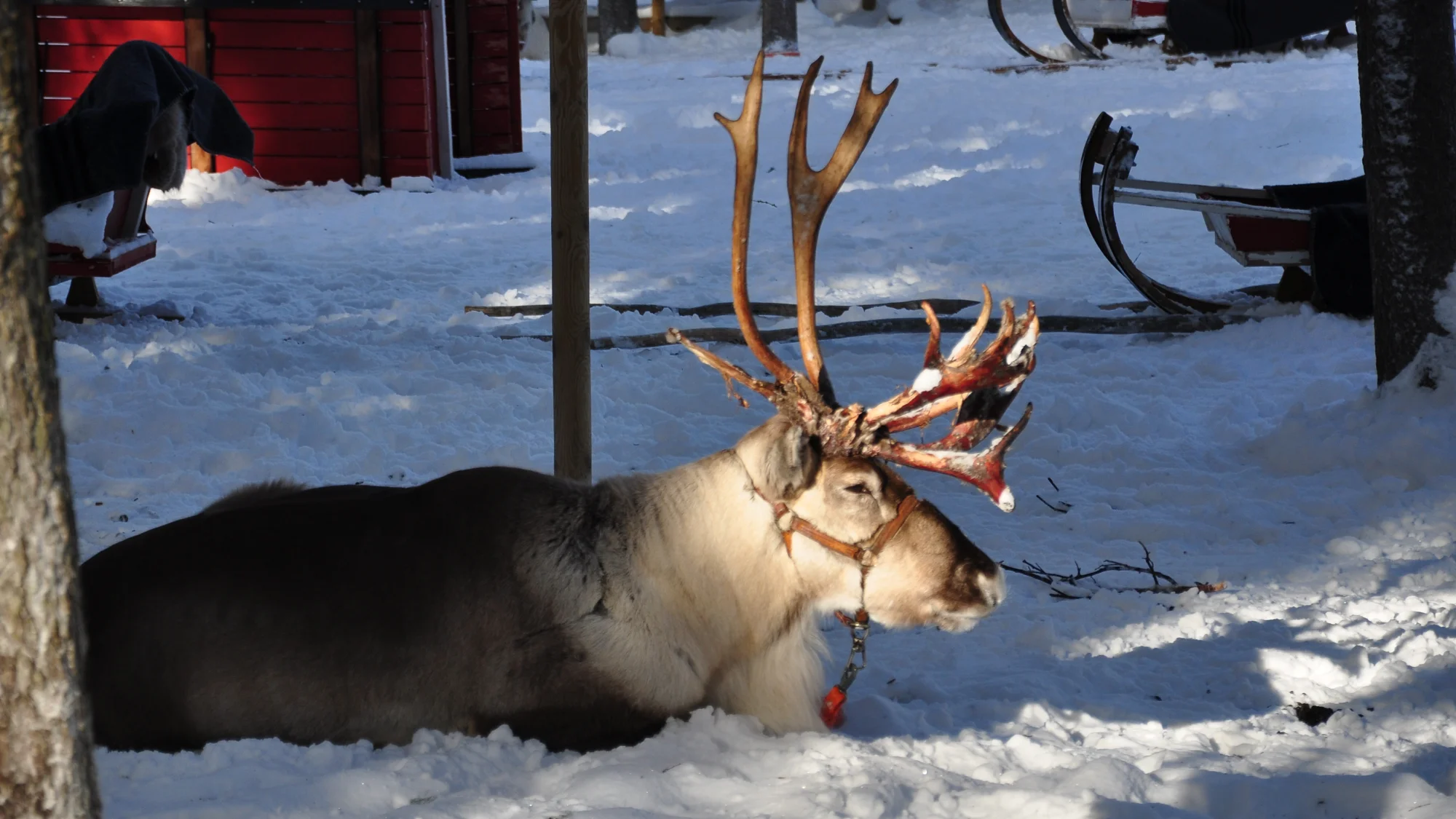 Finnisches Lappland Incentive